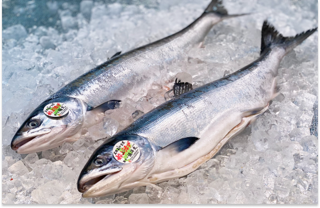 鮮魚(ときしらず)